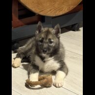 Siberian Husky