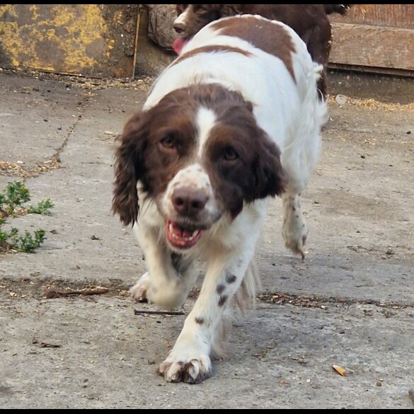 Sprocker Spaniel
