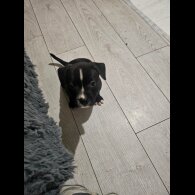 Staffordshire Bull Terrier