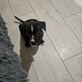 Staffordshire Bull Terrier