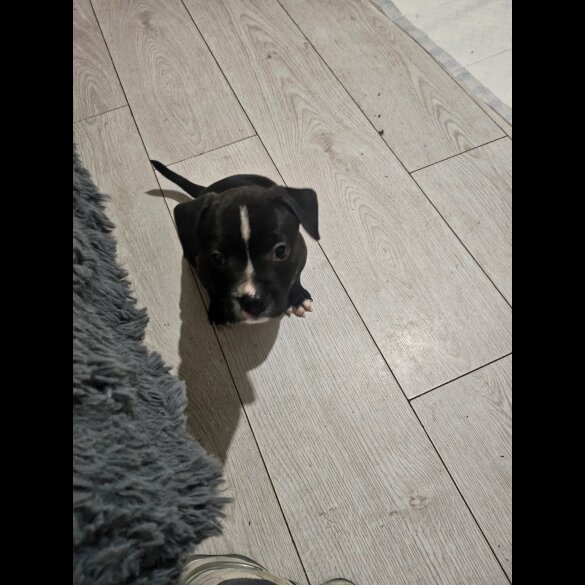 Staffordshire Bull Terrier