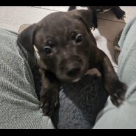 Staffordshire Bull Terrier