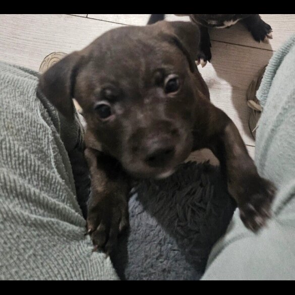 Staffordshire Bull Terrier