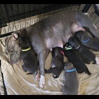 Staffordshire Bull Terrier