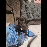 Staffordshire Bull Terrier