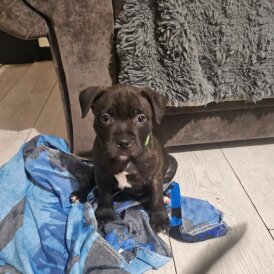 Staffordshire Bull Terrier