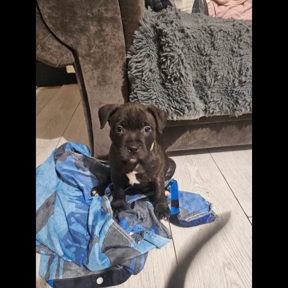 Staffordshire Bull Terrier