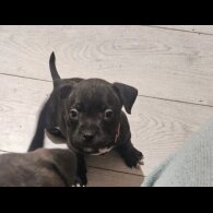 Staffordshire Bull Terrier