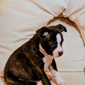 Staffordshire Bull Terrier