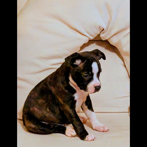 Staffordshire Bull Terrier