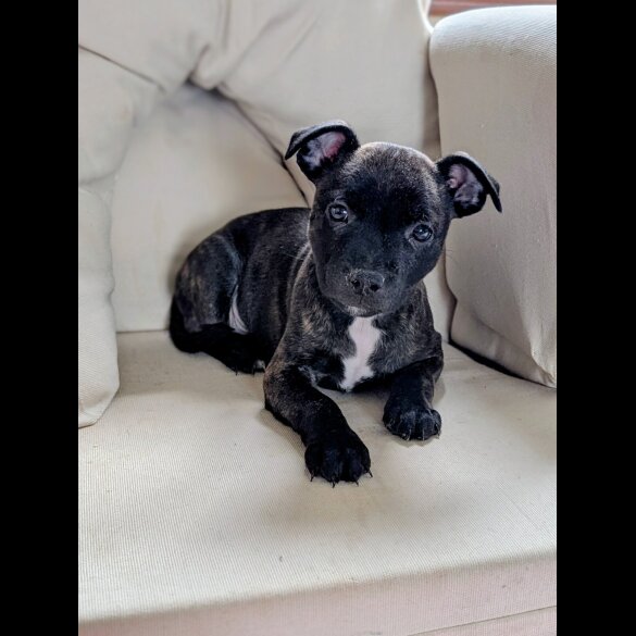 Staffordshire Bull Terrier