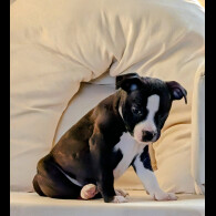 Staffordshire Bull Terrier