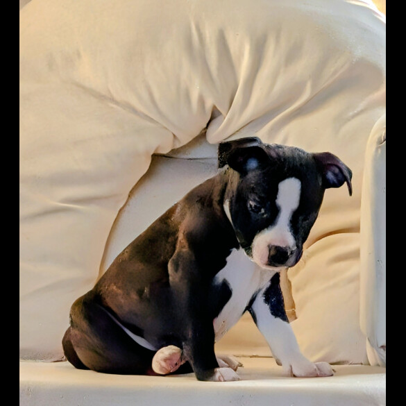 Staffordshire Bull Terrier