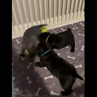 Staffordshire Bull Terrier