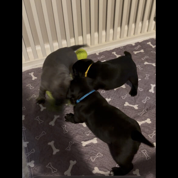 Staffordshire Bull Terrier