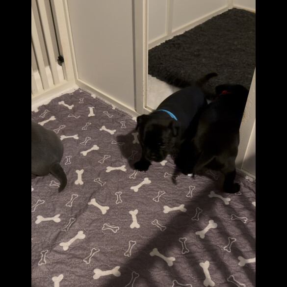 Staffordshire Bull Terrier