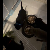 Staffordshire Bull Terrier