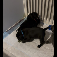 Staffordshire Bull Terrier