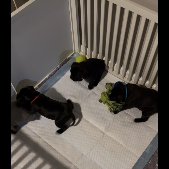 Staffordshire Bull Terrier