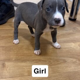 Staffordshire Bull Terrier