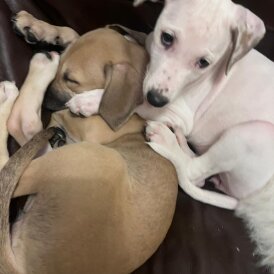 Staffordshire Bull Terrier