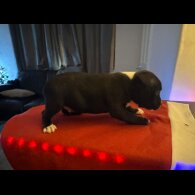 Staffordshire Bull Terrier