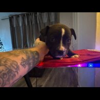 Staffordshire Bull Terrier