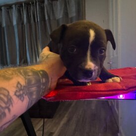 Staffordshire Bull Terrier