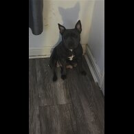 Staffordshire Bull Terrier