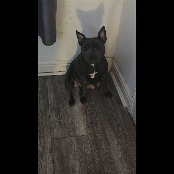 Staffordshire Bull Terrier