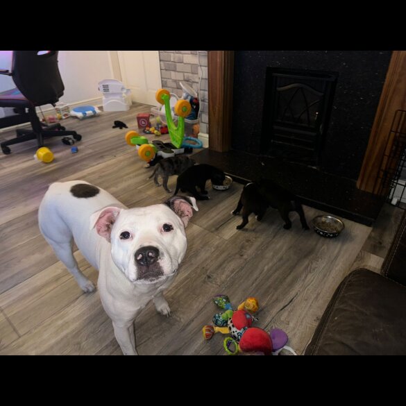 Staffordshire Bull Terrier