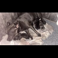 Staffordshire Bull Terrier