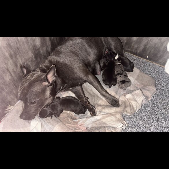 Staffordshire Bull Terrier