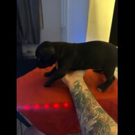 Staffordshire Bull Terrier