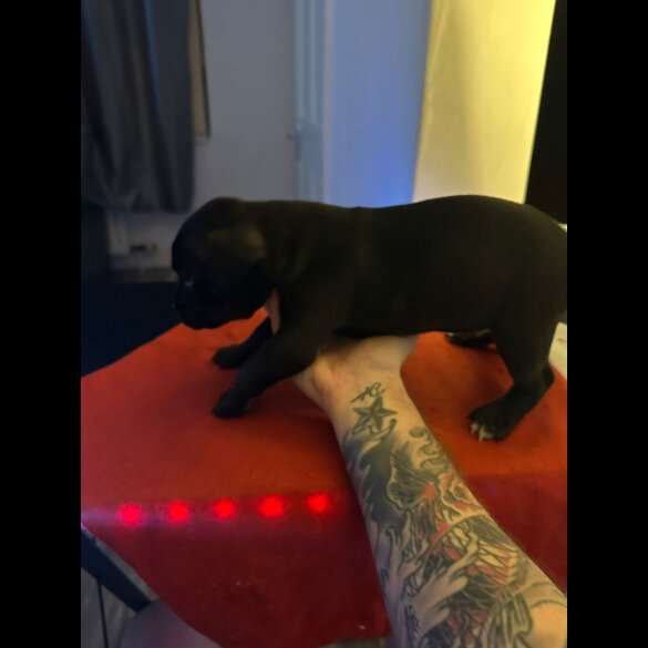 Staffordshire Bull Terrier