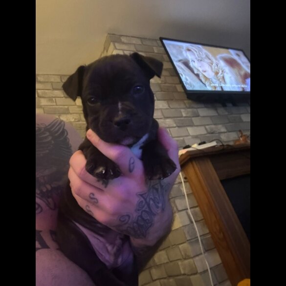 Staffordshire Bull Terrier