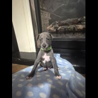 Whippet