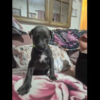 Whippet