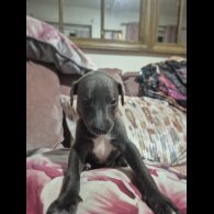 Whippet
