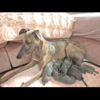 Whippet