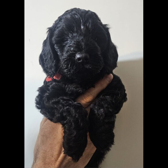 Cockapoo