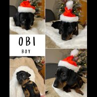 Dachshund (Miniature Smooth Haired)