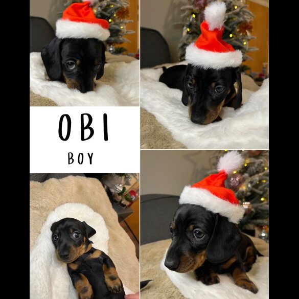 Dachshund (Miniature Smooth Haired)