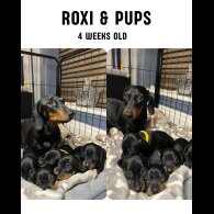 Dachshund (Miniature Smooth Haired)