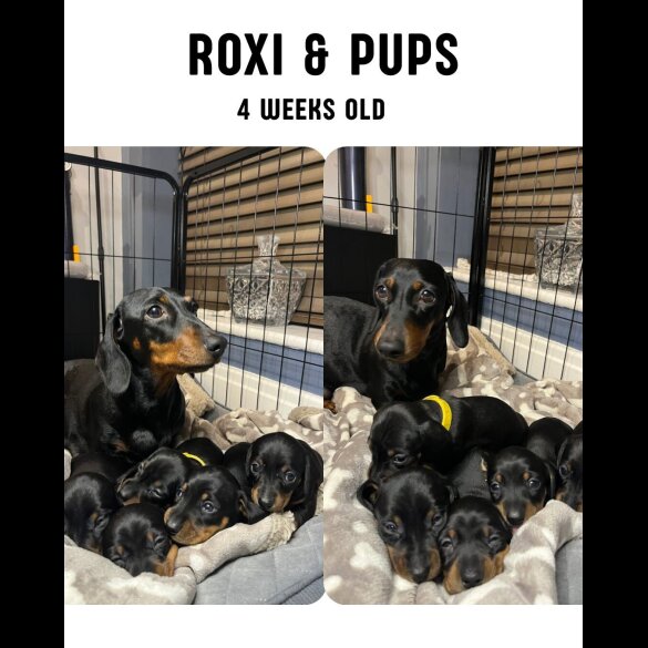 Dachshund (Miniature Smooth Haired)