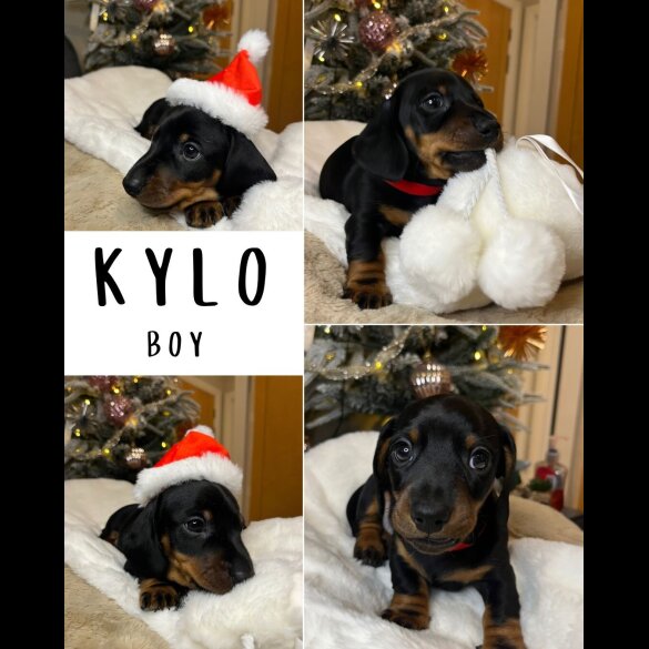 Dachshund (Miniature Smooth Haired)