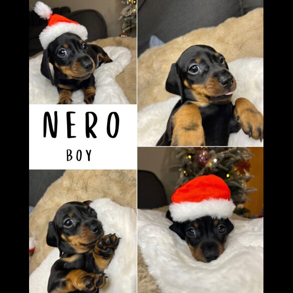 Dachshund (Miniature Smooth Haired)