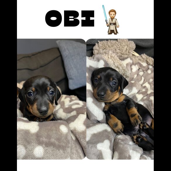 Dachshund (Miniature Smooth Haired)