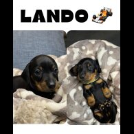 Dachshund (Miniature Smooth Haired)