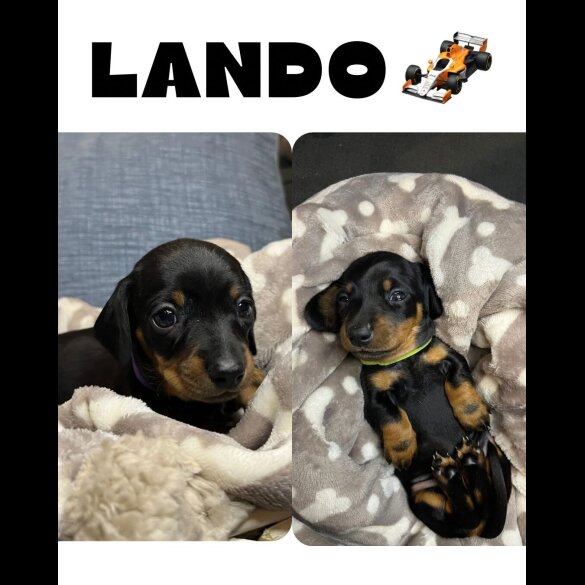 Dachshund (Miniature Smooth Haired)